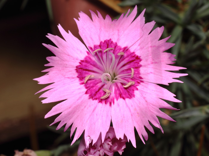 mp_dianthus_gra_2017_02.jpg
