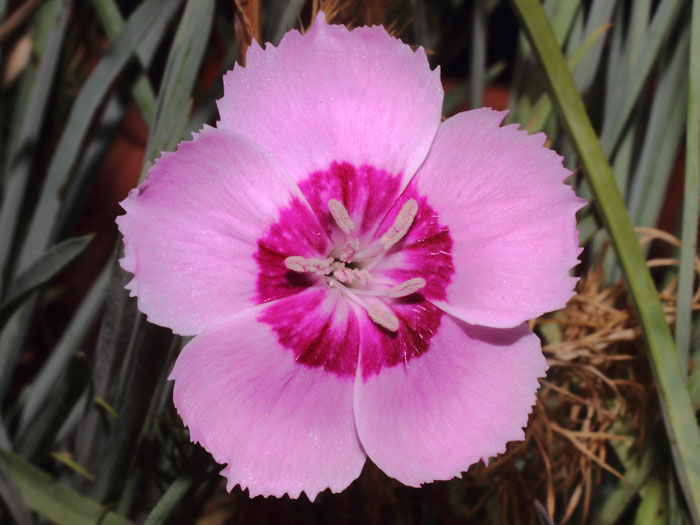 mp_dianthus_plu_2015_01.jpg