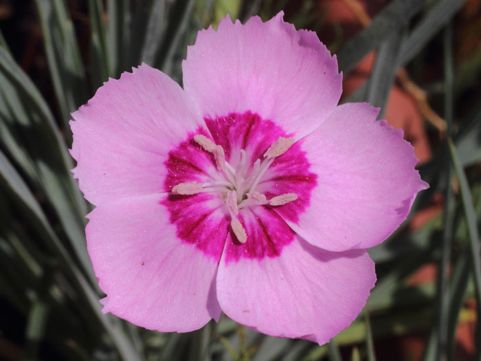 mp_dianthus_plu_2015_02.jpg