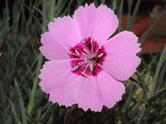 mp_dianthus_plu_2015_07.jpg