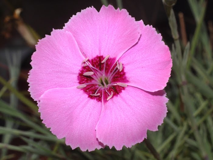 mp_dianthus_plu_2016_01.jpg