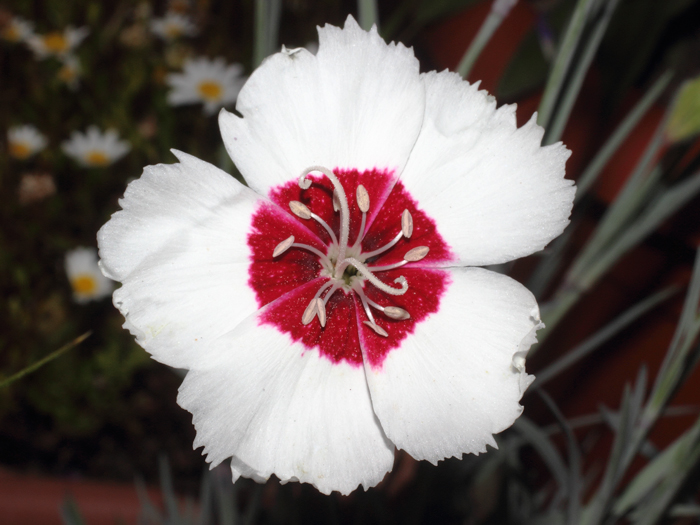 mp_dianthus_plu_2016_03.jpg