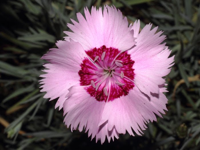 mp_dianthus_plu_2016_05.jpg