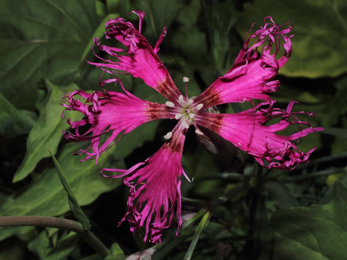 mp_dianthus_rlo_2015_01.jpg
