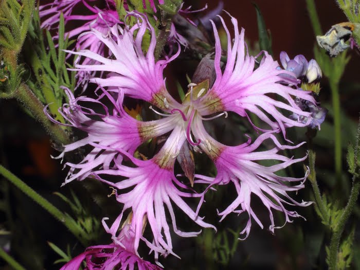mp_dianthus_rlo_2016_01.jpg