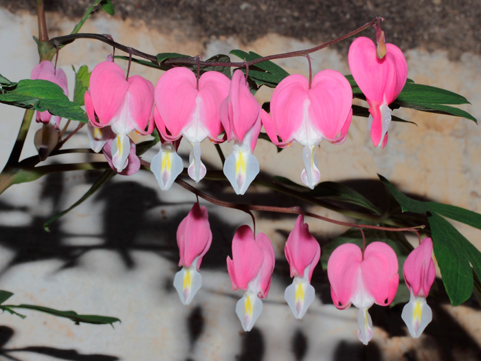 mp_dicentra_2013_02.jpg