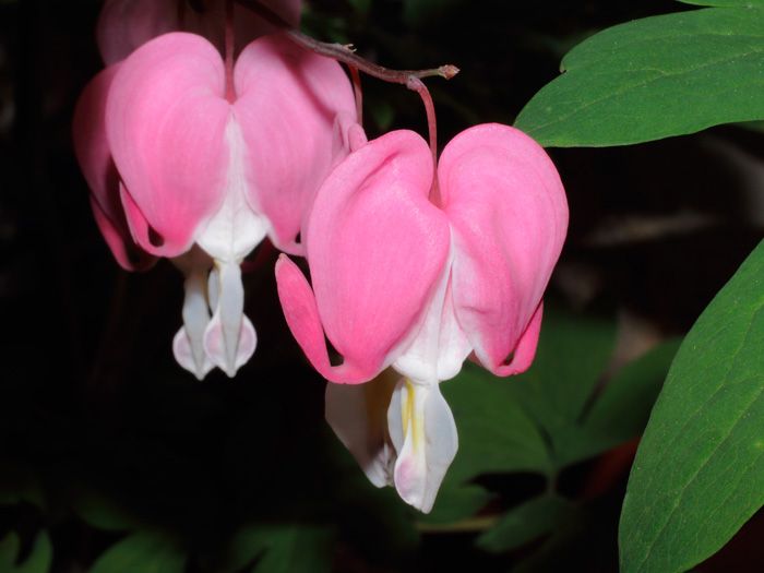mp_dicentra_2013_03.jpg