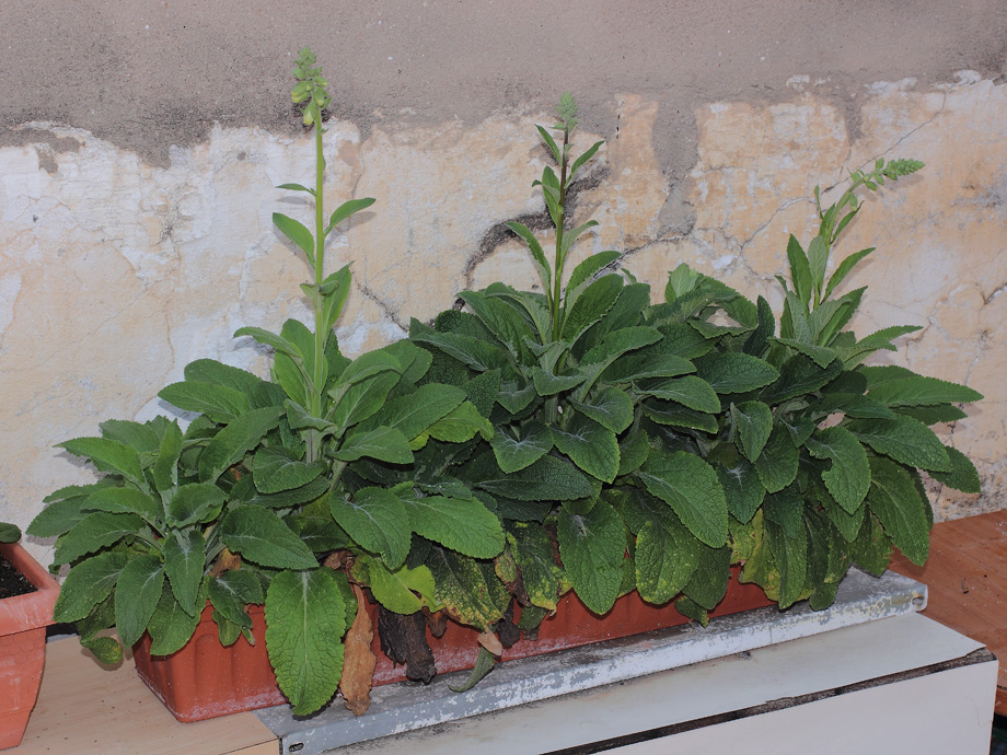 mp_digitalis_2013_01.jpg