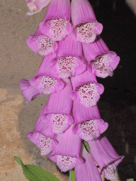 mp_digitalis_2013_05.jpg