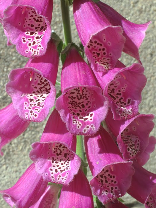 mp_digitalis_pur_2016_01.jpg