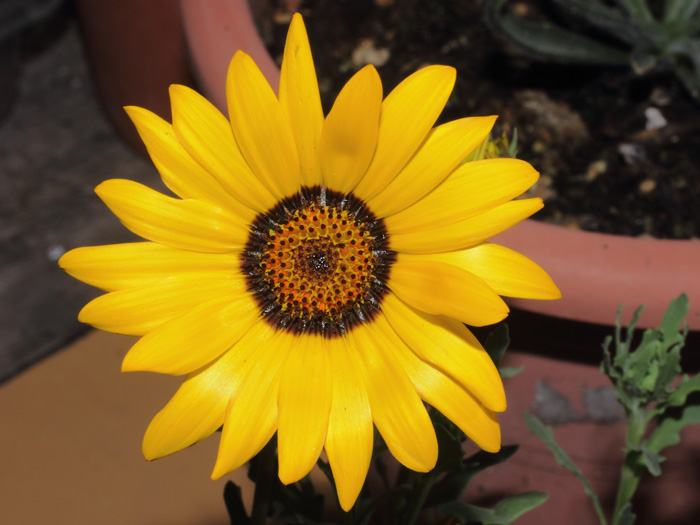 mp_dimorphotheca_sin_2014_01.jpg