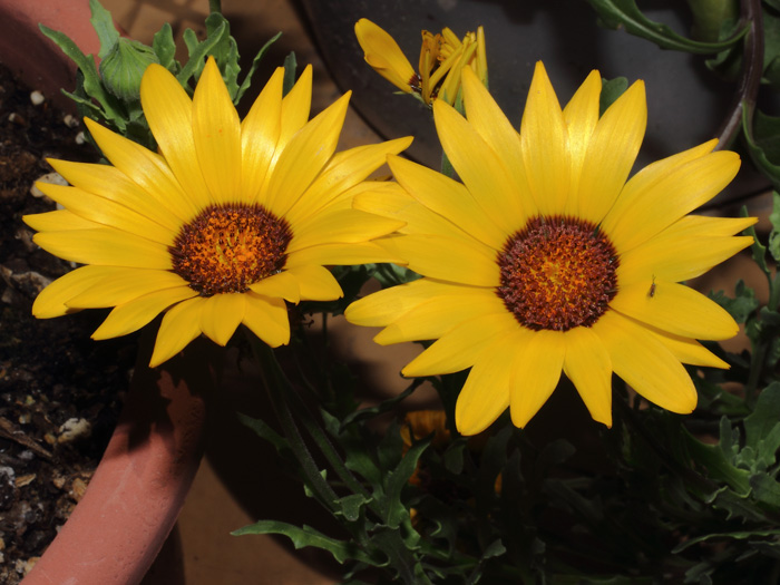 mp_dimorphotheca_sin_2014_02.jpg