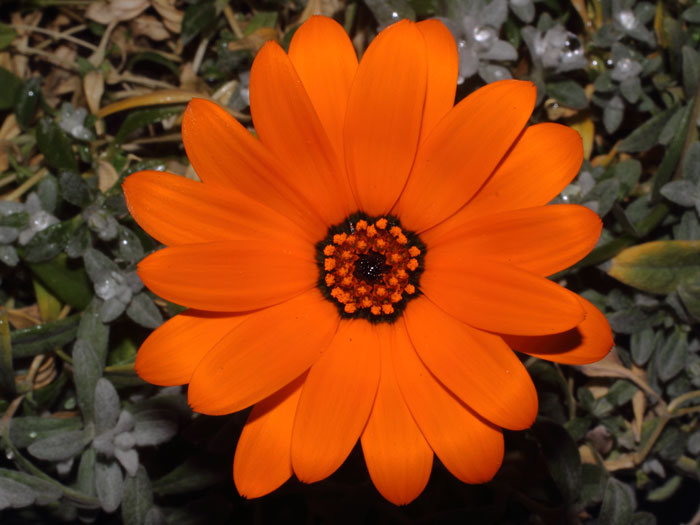 mp_dimorphotheca_sin_2015_04.jpg