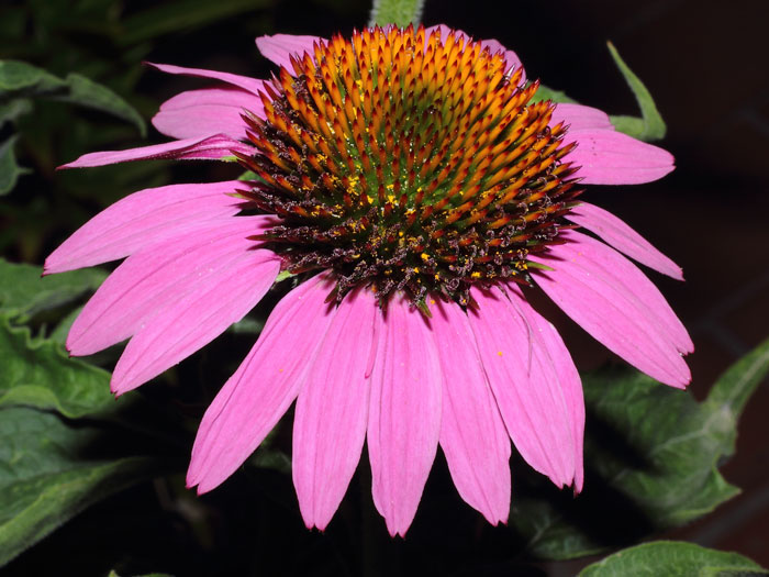 mp_echinacea_2013_01.jpg