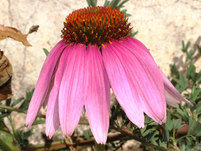 mp_echinacea_pur_2017_03.jpg