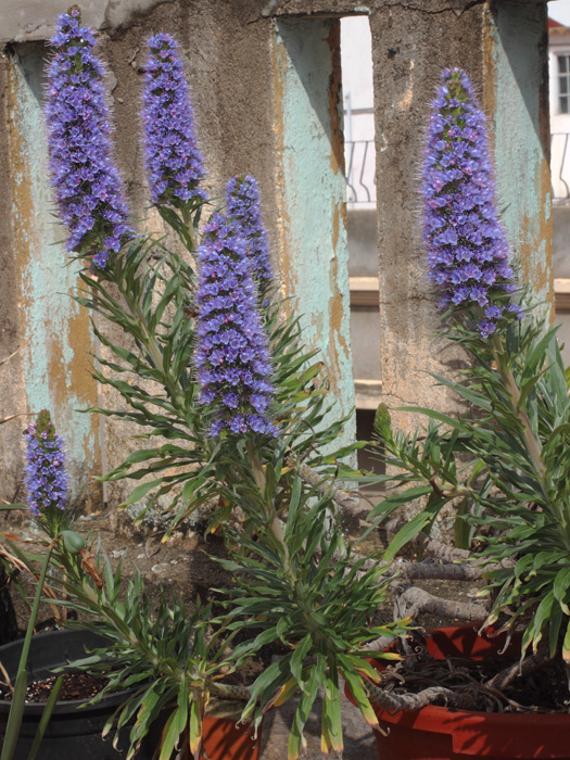 mp_echium_can_2017_01.jpg