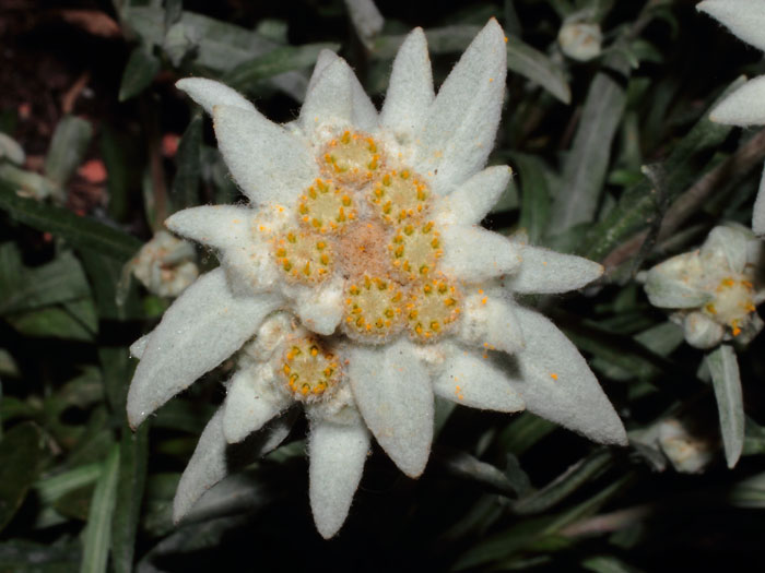 mp_edelweiss_2013_01.jpg