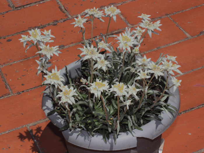 mp_edelweiss_2013_02.jpg