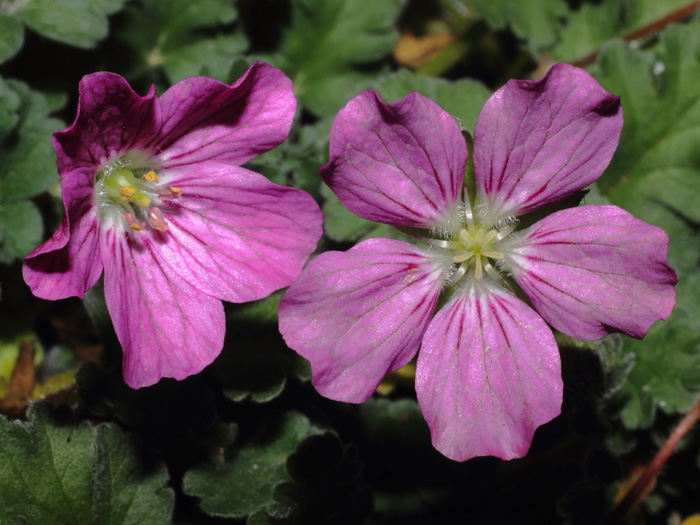 mp_erodium_x_v_2013_01.jpg