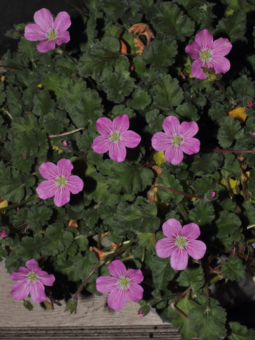 mp_erodium_x_v_2013_02.jpg