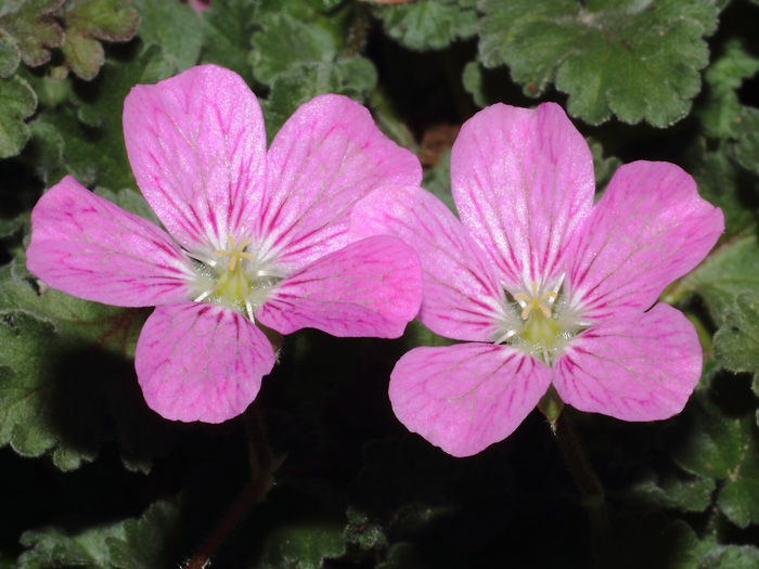 mp_erodium_x_var_2014_01.jpg