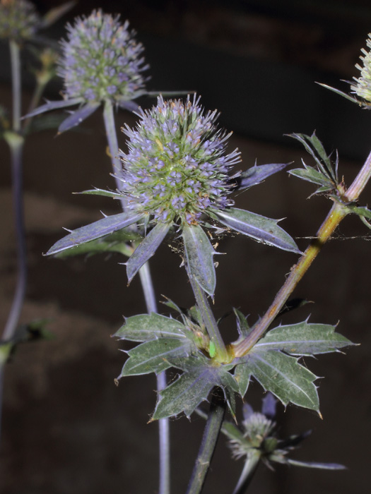 mp_eryngium_pla_2014_02.jpg