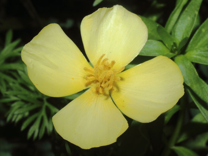 mp_eschscholzia_cae_2016_01.jpg