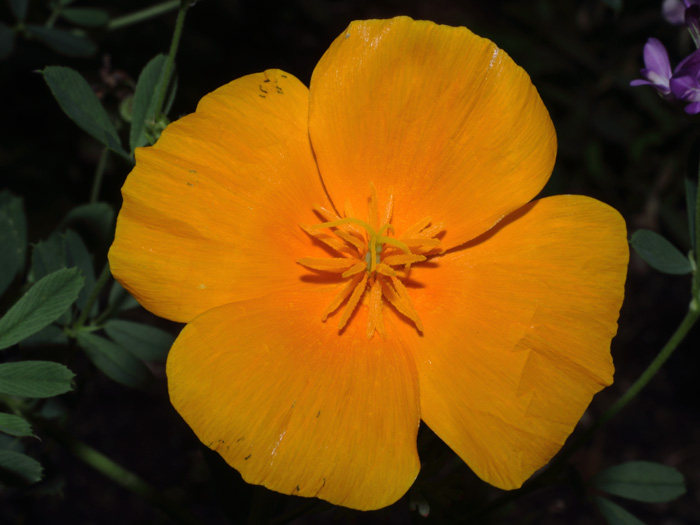 mp_eschscholzia_cal_2014_01.jpg