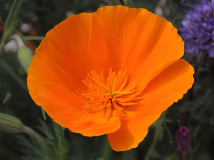 mp_eschscholzia_cal_2015_01.jpg