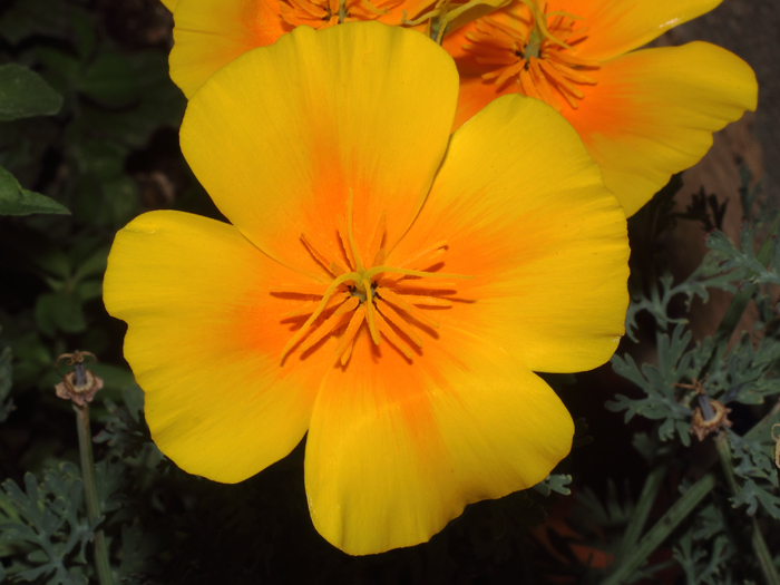 mp_eschscholzia_cal_2016_01.jpg
