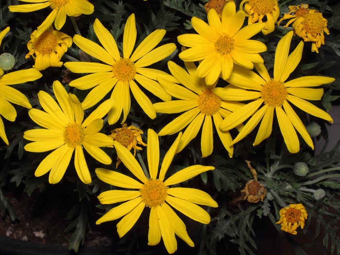 mp_euryops_pec_2017_03.jpg