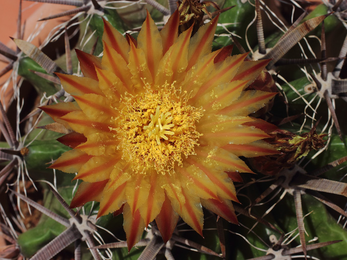 mp_ferocactus_her_2014_04.jpg