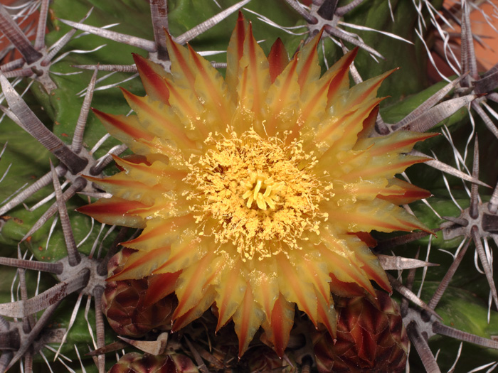 mp_ferocactus_her_2017_01.jpg
