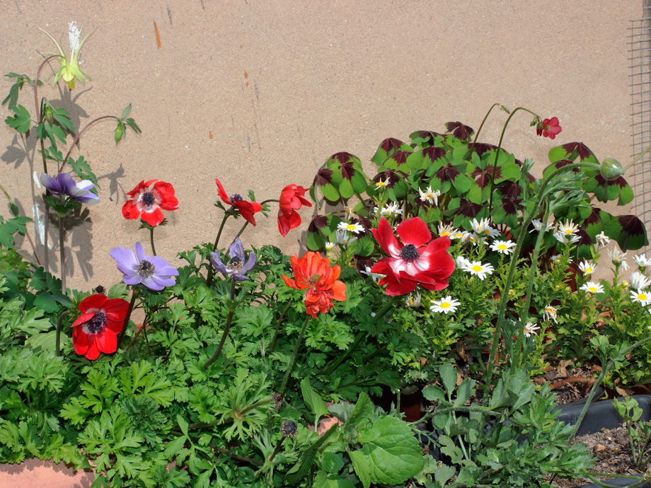 mp_flor_2013_01.jpg