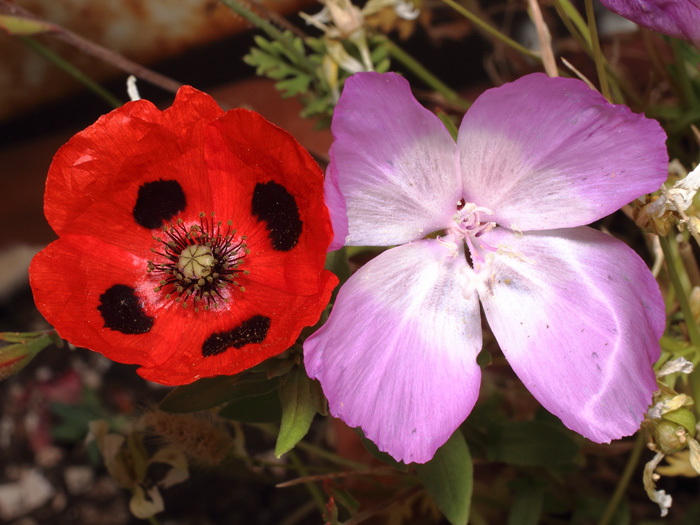 mp_flor_2017_03.jpg