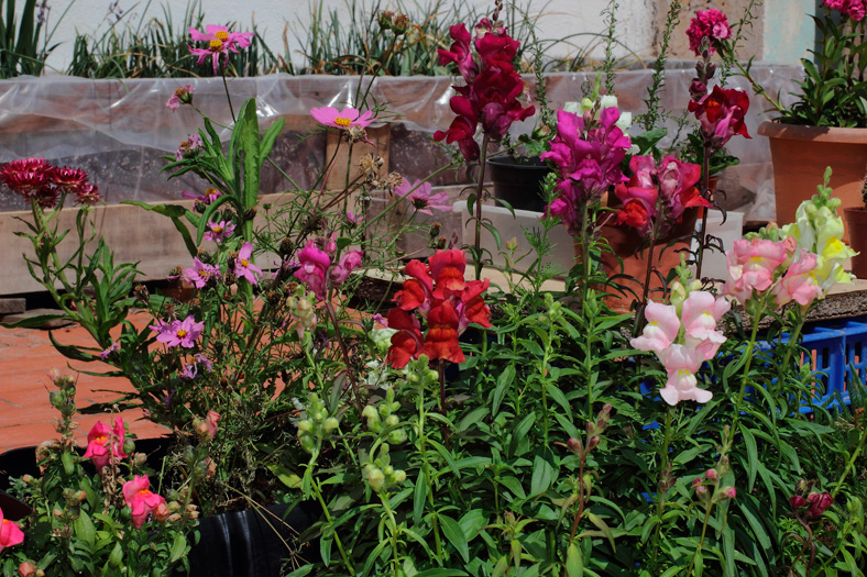 mp_flors_2013_01.jpg