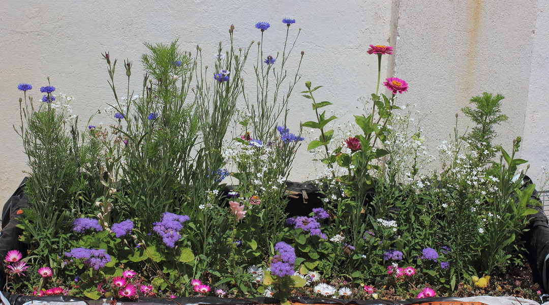 mp_flors_2013_03.jpg