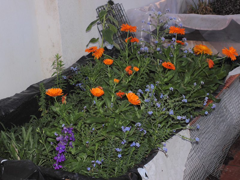 mp_flors_2013_05.jpg
