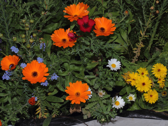 mp_flors_2014_01.jpg