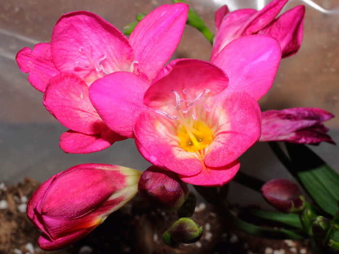 mp_freesia_2013_01.jpg