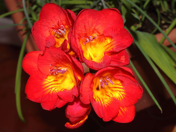 mp_freesia_hyb_2015_01.jpg