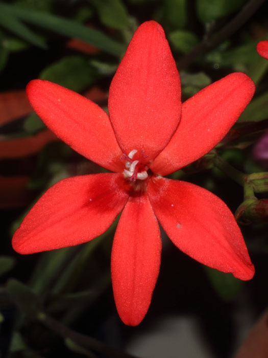 mp_freesia_lax_2015_01.jpg