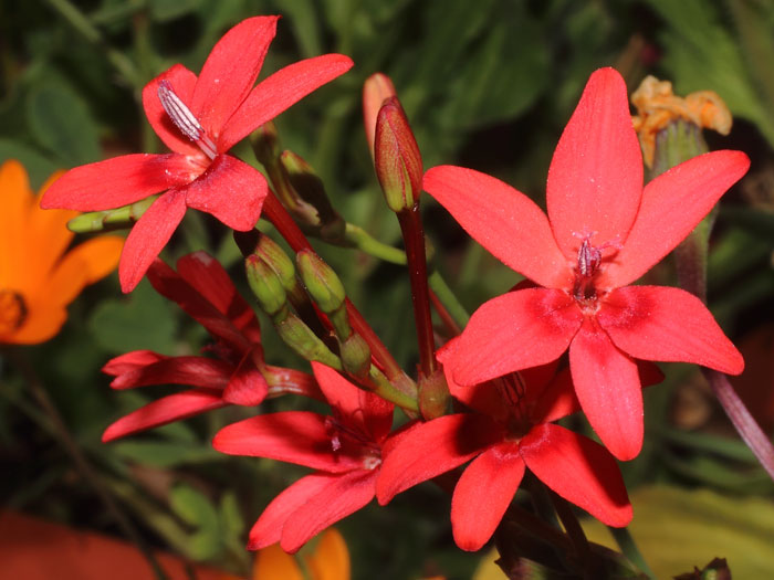 mp_freesia_lax_2015_02.jpg