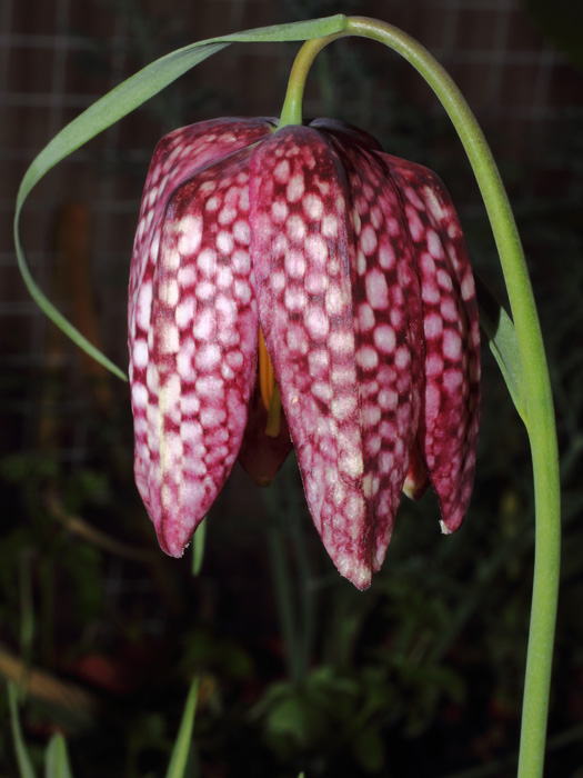 mp_fritillaria_mele_2014_01.jpg