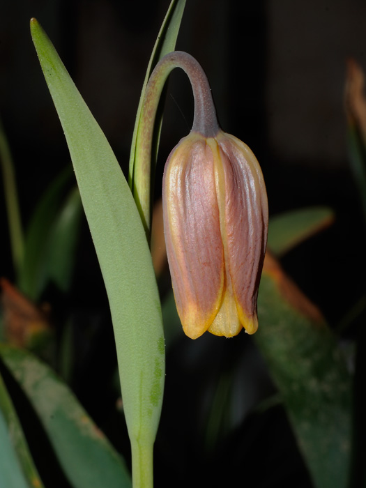 mp_fritillaria_uv_2012_02.jpg