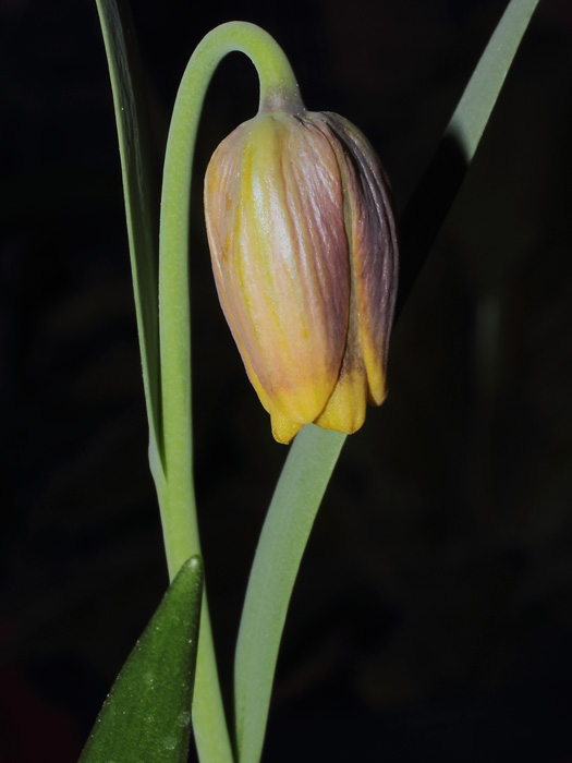mp_fritillaria_uva_2014_01.jpg