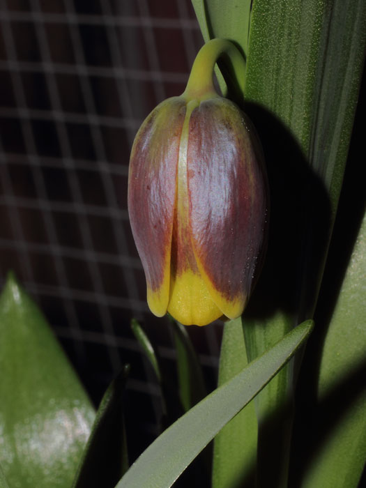 mp_fritillaria_uva_2015_01.jpg