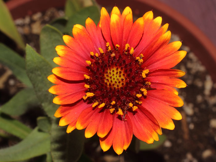 mp_gaillardia_ari_2015_01.jpg