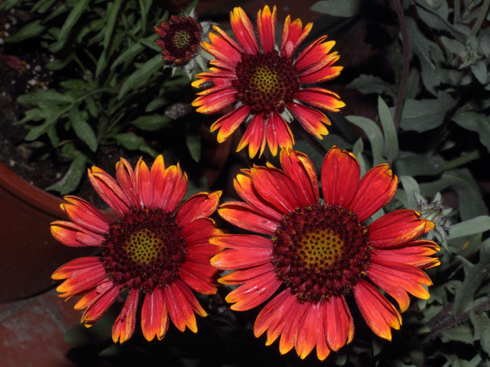 mp_gaillardia_aristata_2013_04.jpg