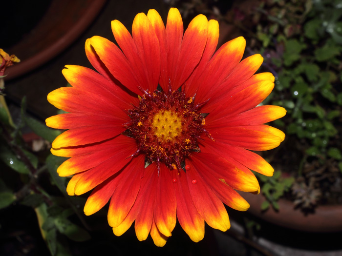mp_gaillardia_aristata_2014_03.jpg